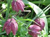 1032 - Schachbrettblume