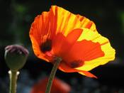 1114 - Mohn in Abendsonne