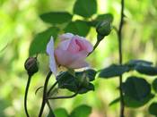 1056 - Rosenknospe