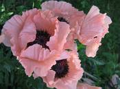 1030 - Lachs-Mohn