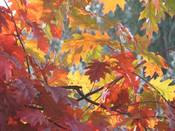1128 - Herbstlaub