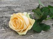 1080 - Rose auf Eiche