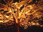 1175 - Lichterbaum
