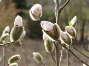 1091 - Magnolienknospe