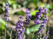 1027 - Lavendel I