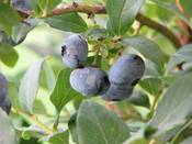 1054 - Heidelbeeren