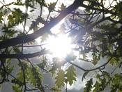 1073 - Lichtblick