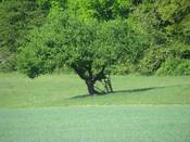 1022 - Grüner Baum