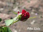 1115 - Rote Rose