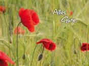 1203 - Mohn & Getreide