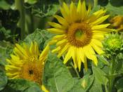 1034 - Sonnenblumen