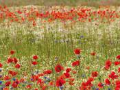 1205 - Mohn & Kamille