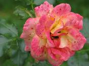1028 - Orange Rose