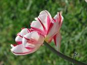 1031 - Gestreifte Tulpe