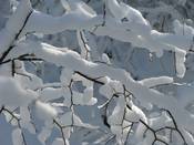 1155 - Zweige mit Schnee