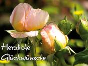 1154 - Rose mit Regentropfen