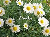 1170 - Margeriten