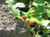 1083 - Wald-Erdbeere