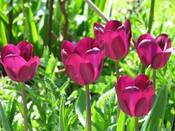 1066 - Lila Tulpen