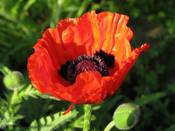 1042 - Roter Mohn mit Knospe