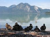 1040 - Enten am See