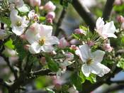 1029 - Apfelblüten rosa