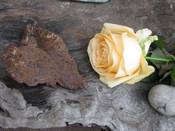 1086 - Rose-Eisenherz