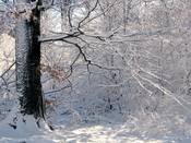 1169 - Verschneite Buche