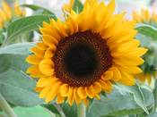 1069 - Braune Sonnenblume