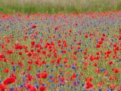 1206 - Blaue Kornblumenwiese mit rotem Mohn
