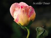 1171 - Trauerkarte Rose